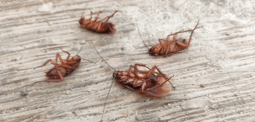 Disposing Dead Pests